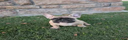 French Bulldog dogs for sale: French Bulldog Girl - Ad 4