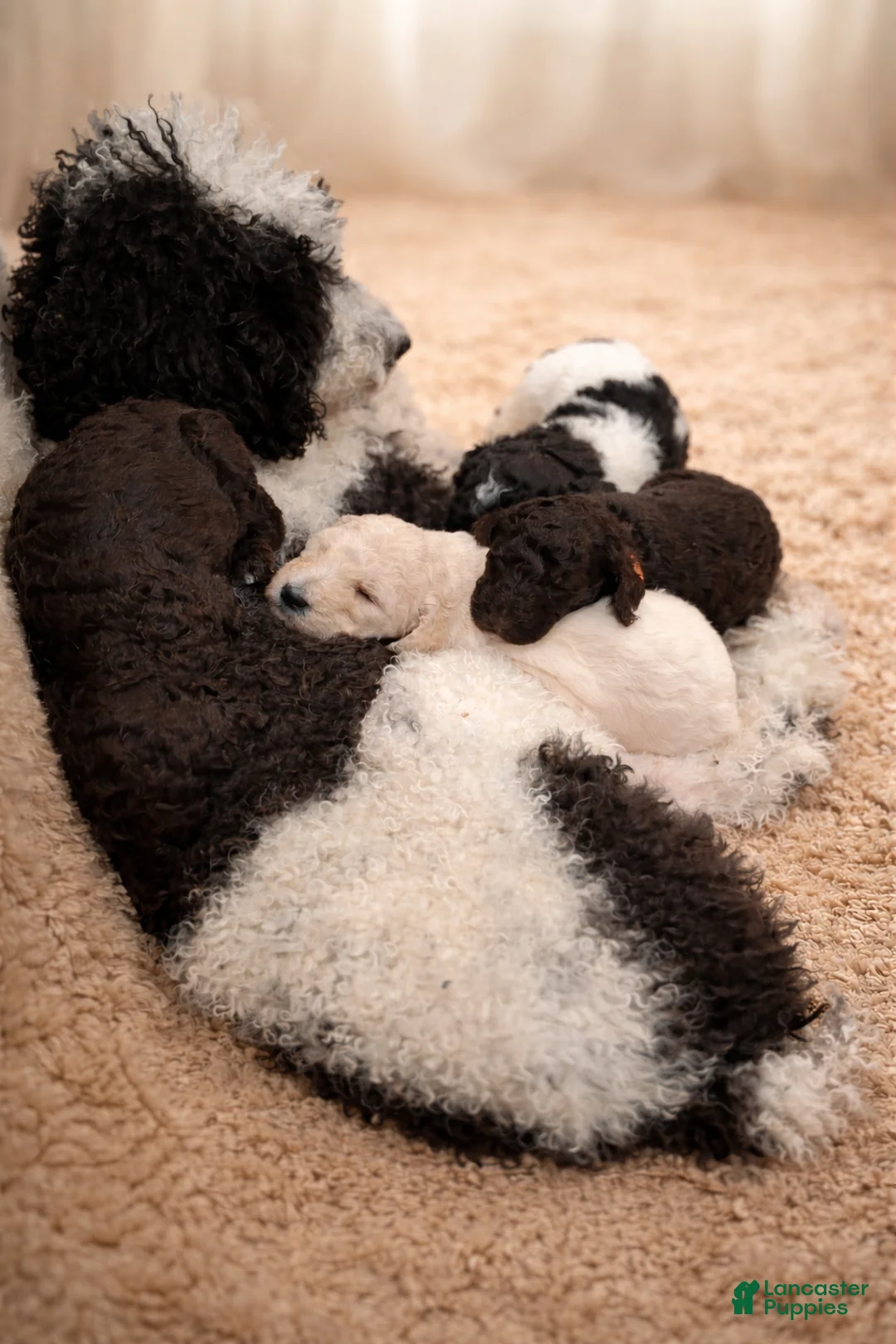 Standard Poodle dogs for sale: Oreo  - Ad 3