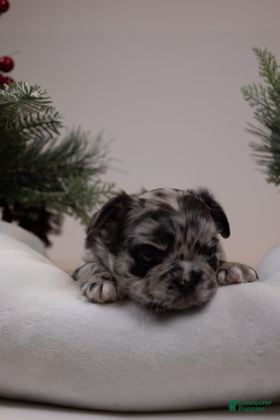 French Bulldog dogs for sale: Teddie -Fulffy Big Rope - Ad 28