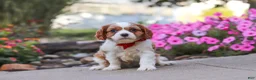 Cavalier King Charles Spaniel dogs for sale: Luca - Ad 1