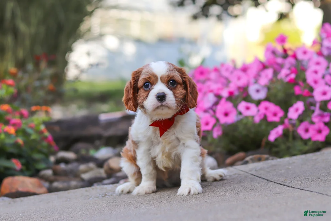 Cavalier King Charles Spaniel dogs for sale: Luca - Ad 1
