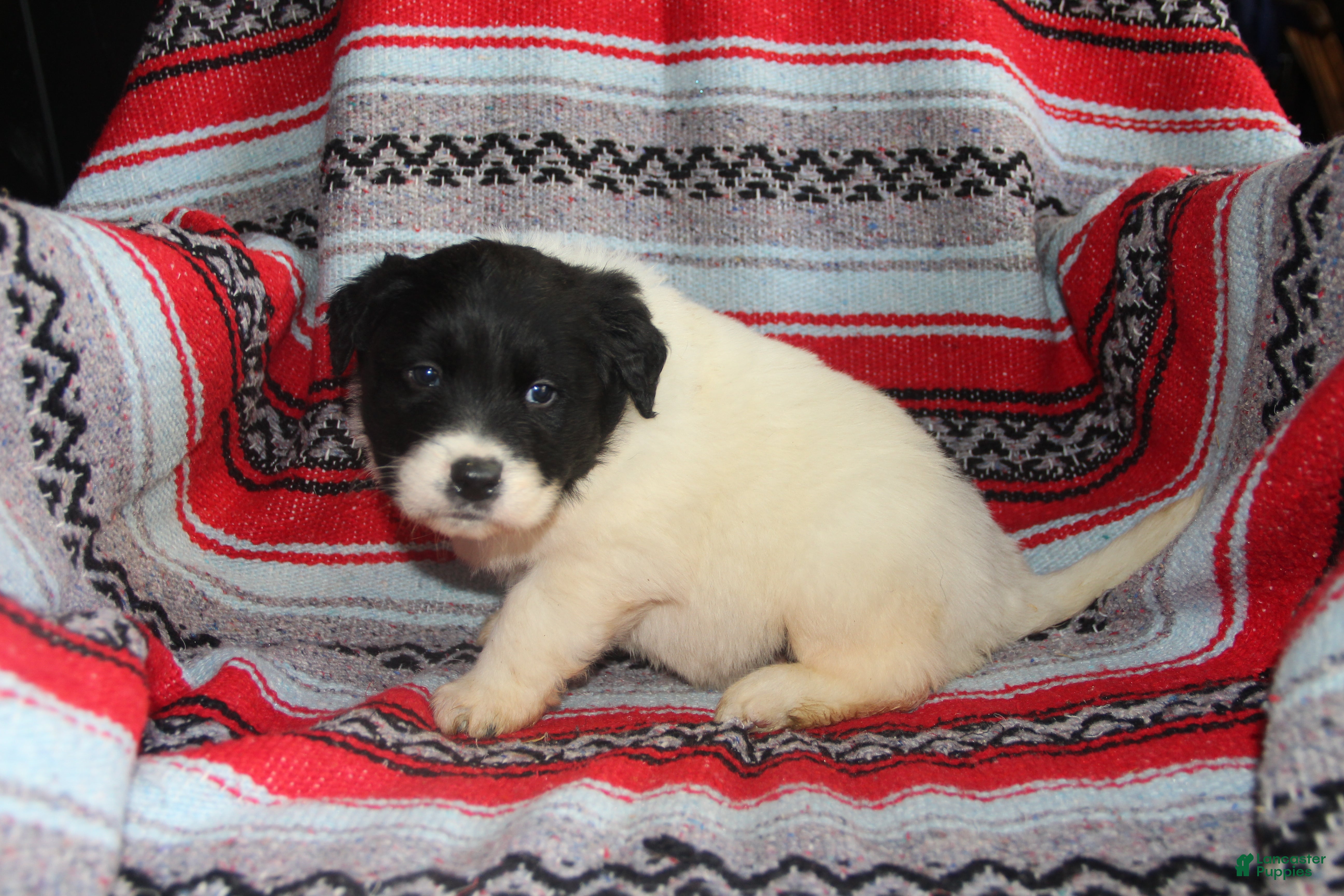 Mixed Breed dogs Mike - Ad 29