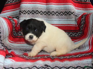 Mixed Breed dogs Mike - Ad 30