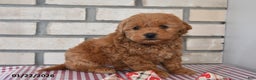 Bichpoo dogs for sale: Calvin - Ad 3