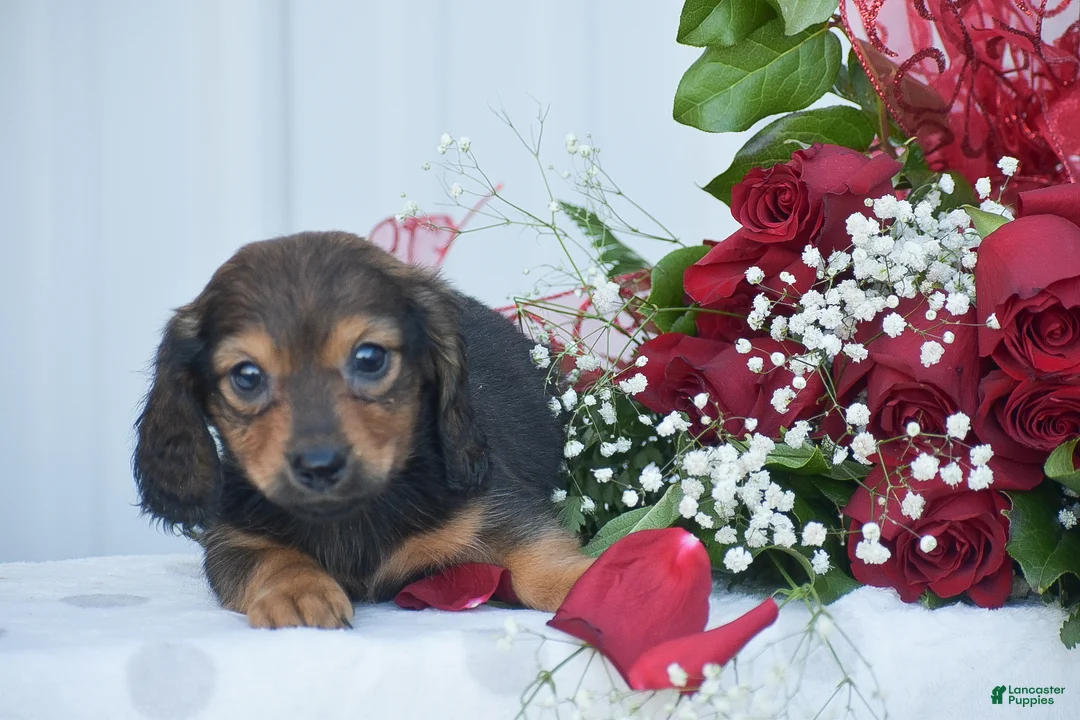 Miniature Dachshund dogs for sale: Austin - Ad 5