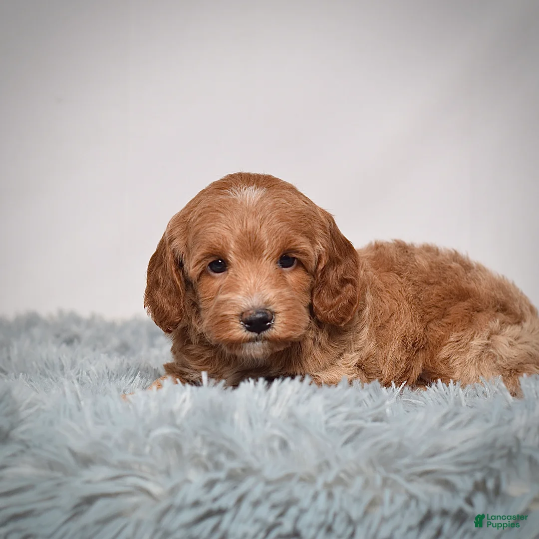Mini Goldendoodle dogs for sale: Ms. Paisley - Ad 8