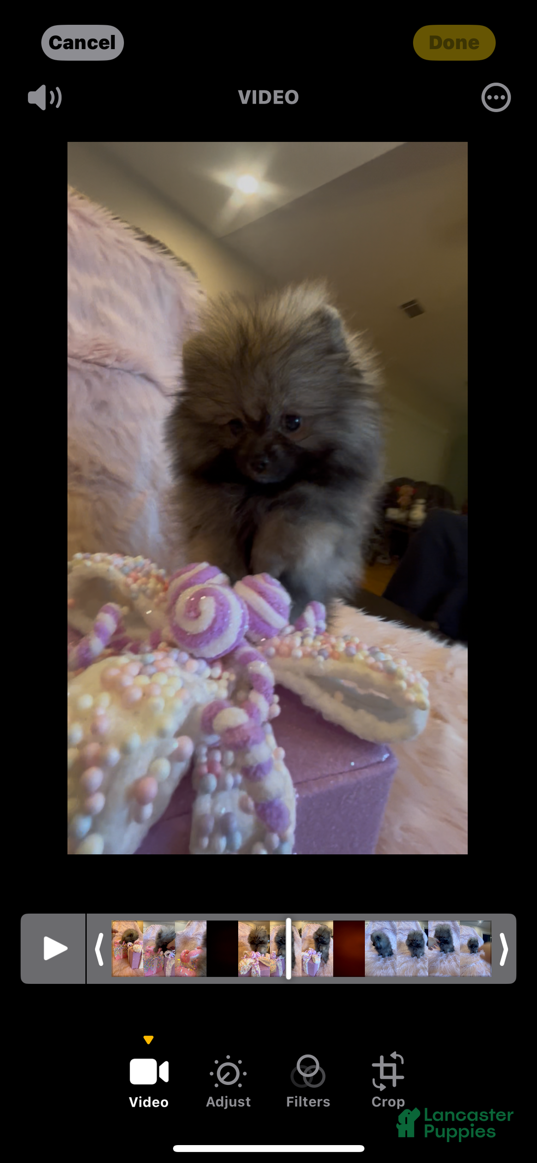Pomeranian dogs for sale: Penny AKC Registered FULL RIGHTS - Ad 3