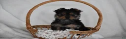 Yorkshire Terrier dogs for sale: Olivia - Ad 8