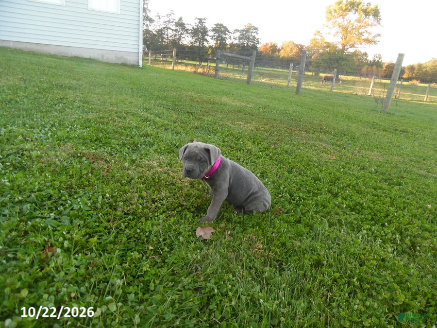 Cane Corso dogs for sale: Avery - Ad 1