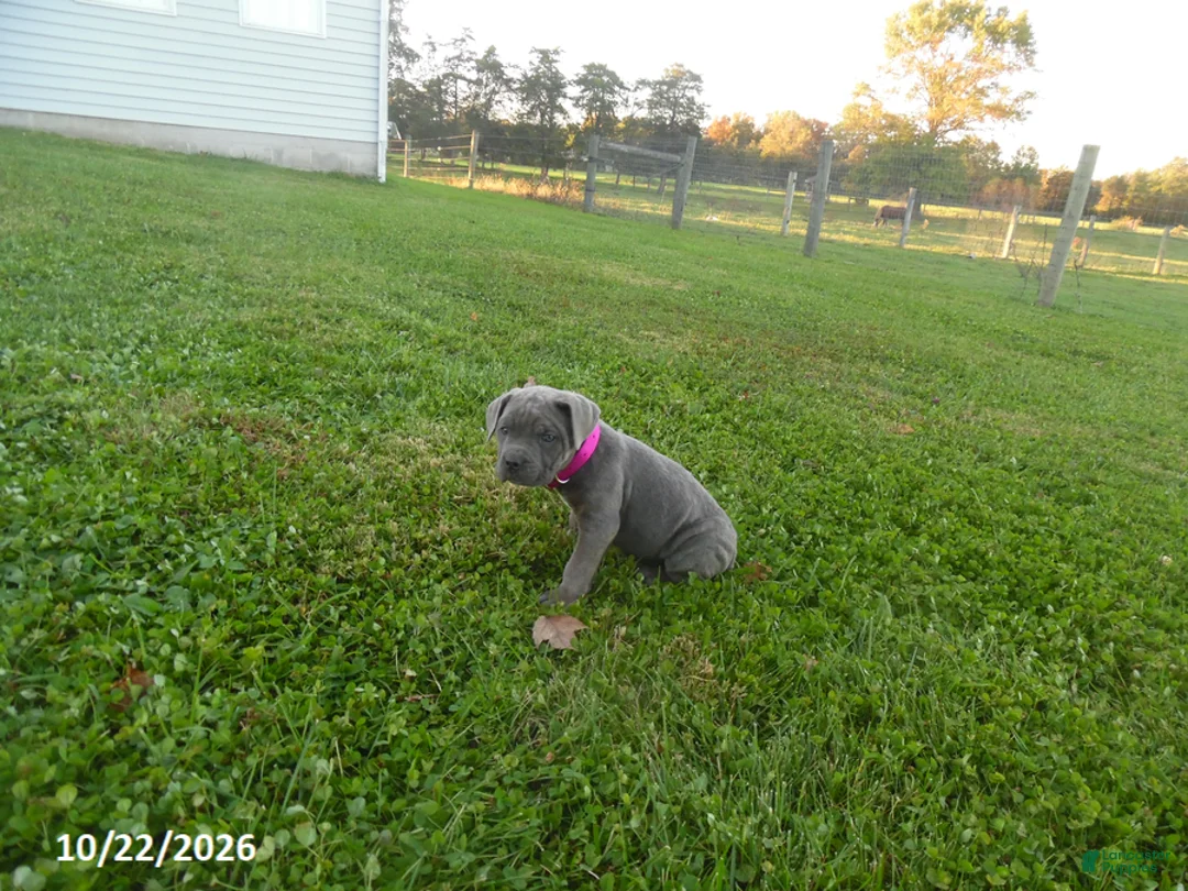 Cane Corso dogs for sale: Avery - Ad 1