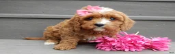 Cavapoo dogs for sale: Honey - Ad 2