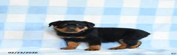 Rottweiler dogs for sale: Waylon - Ad 3