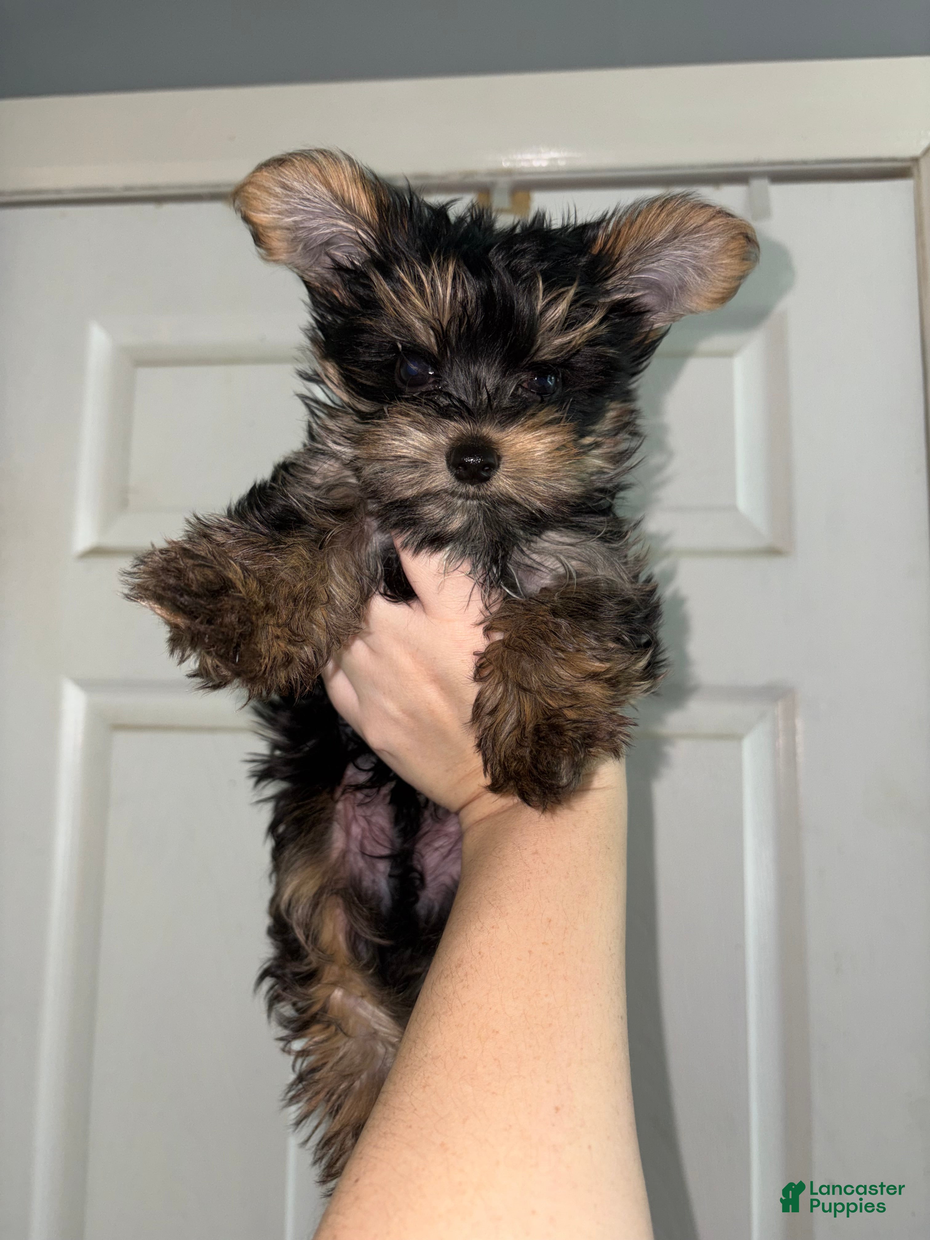 Yorkshire Terrier dogs Teacup Landon  - Ad 1