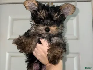 Yorkshire Terrier dogs Teacup Landon - Ad 1