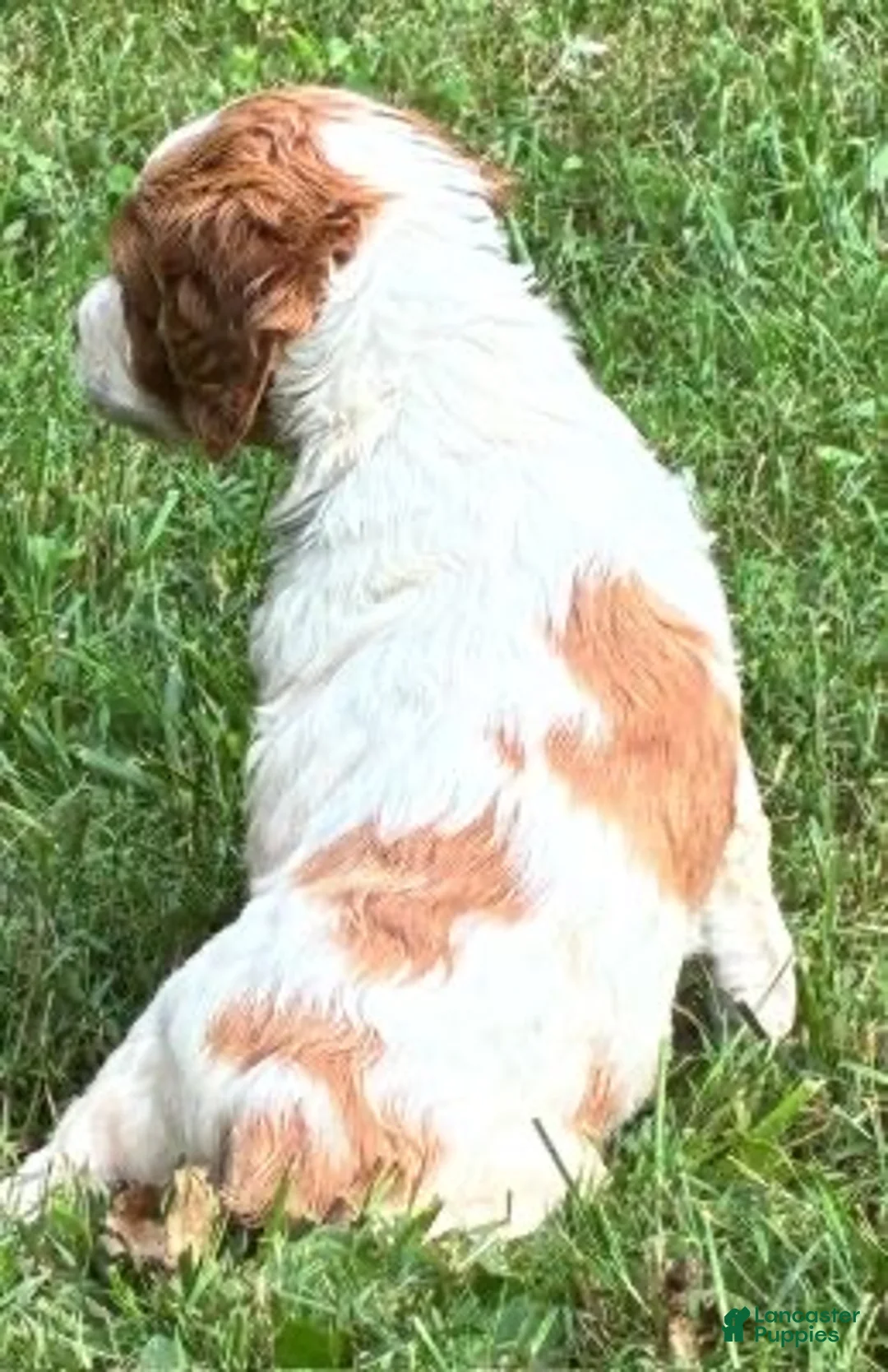 Brittany Spaniel dogs for sale: Hawkeye Boy 1 - Ad 1