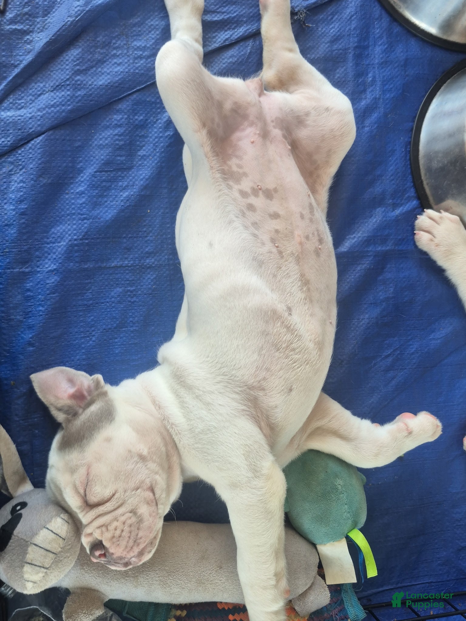 Olde English Bulldogge dogs Olde English Bulldogge puppy blue white - Ad 17