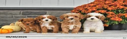 Cavapoo dogs for sale: Tilly - Ad 5