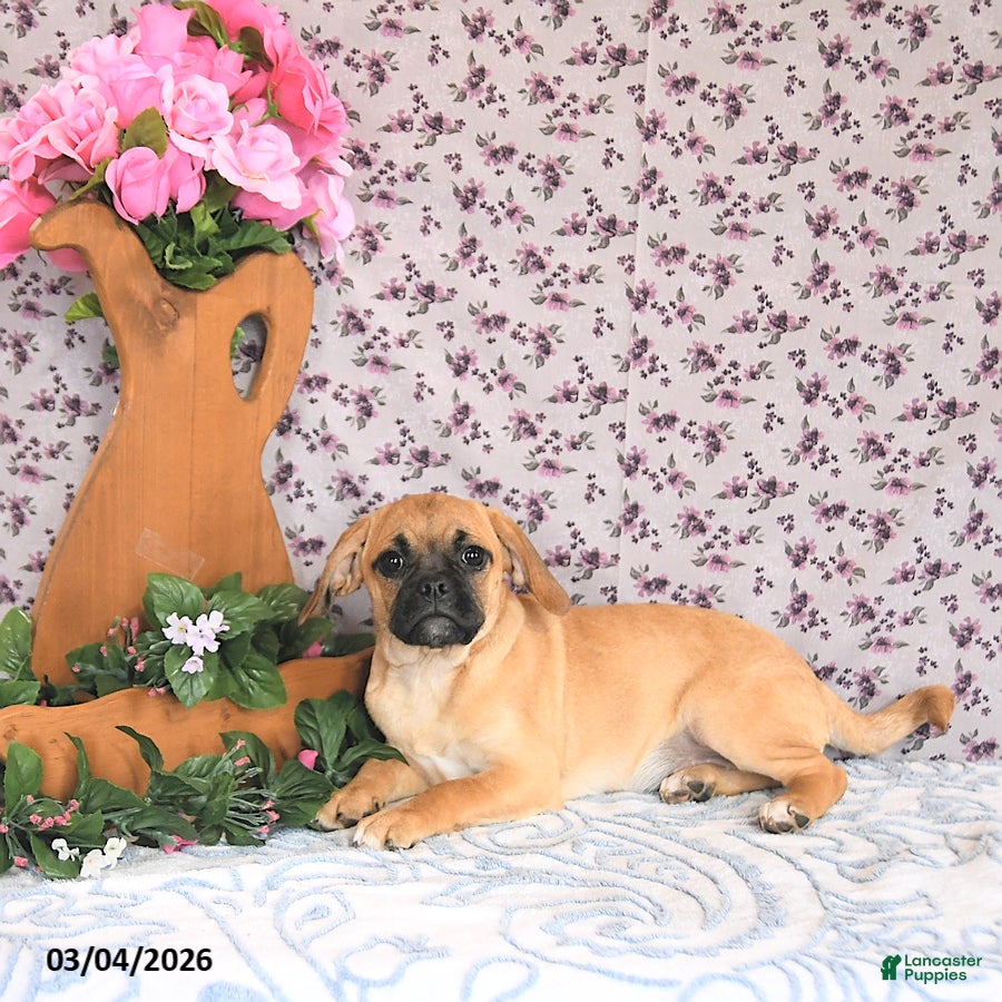 Puggle dogs Karmel - Ad 1