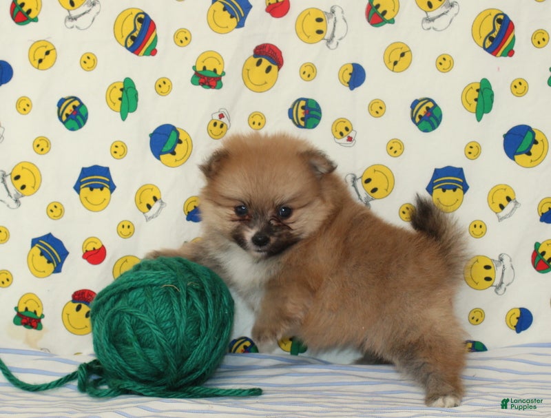 Pomeranian dogs Summer - Ad 1