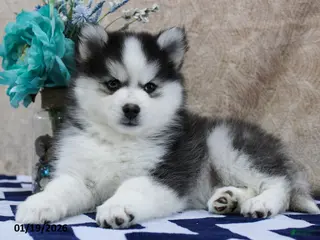 Pomsky dogs Cruz - Ad 39