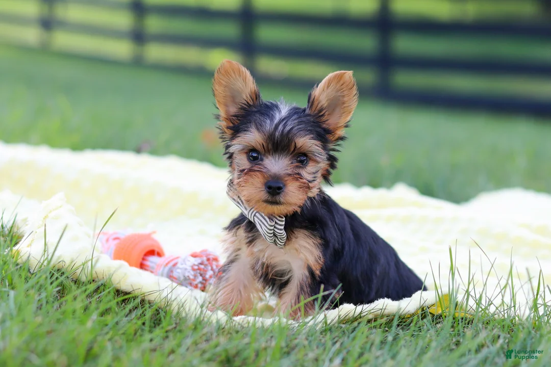 Yorkshire Terrier dogs for sale: Mason - Ad 1