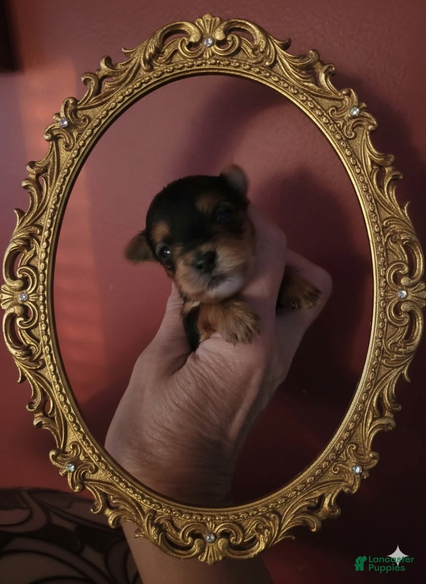Yorkshire Terrier dogs for sale: Midnight - Ad 2