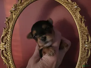 Yorkshire Terrier dogs for sale: Midnight - Ad 2