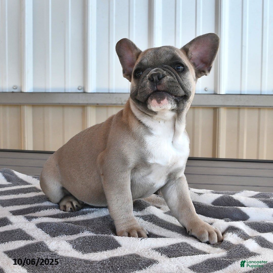 French Bulldog dogs for sale: Tia - Ad 7