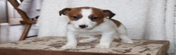 Jack Russell Terrier dogs for sale: Howie - Ad 2