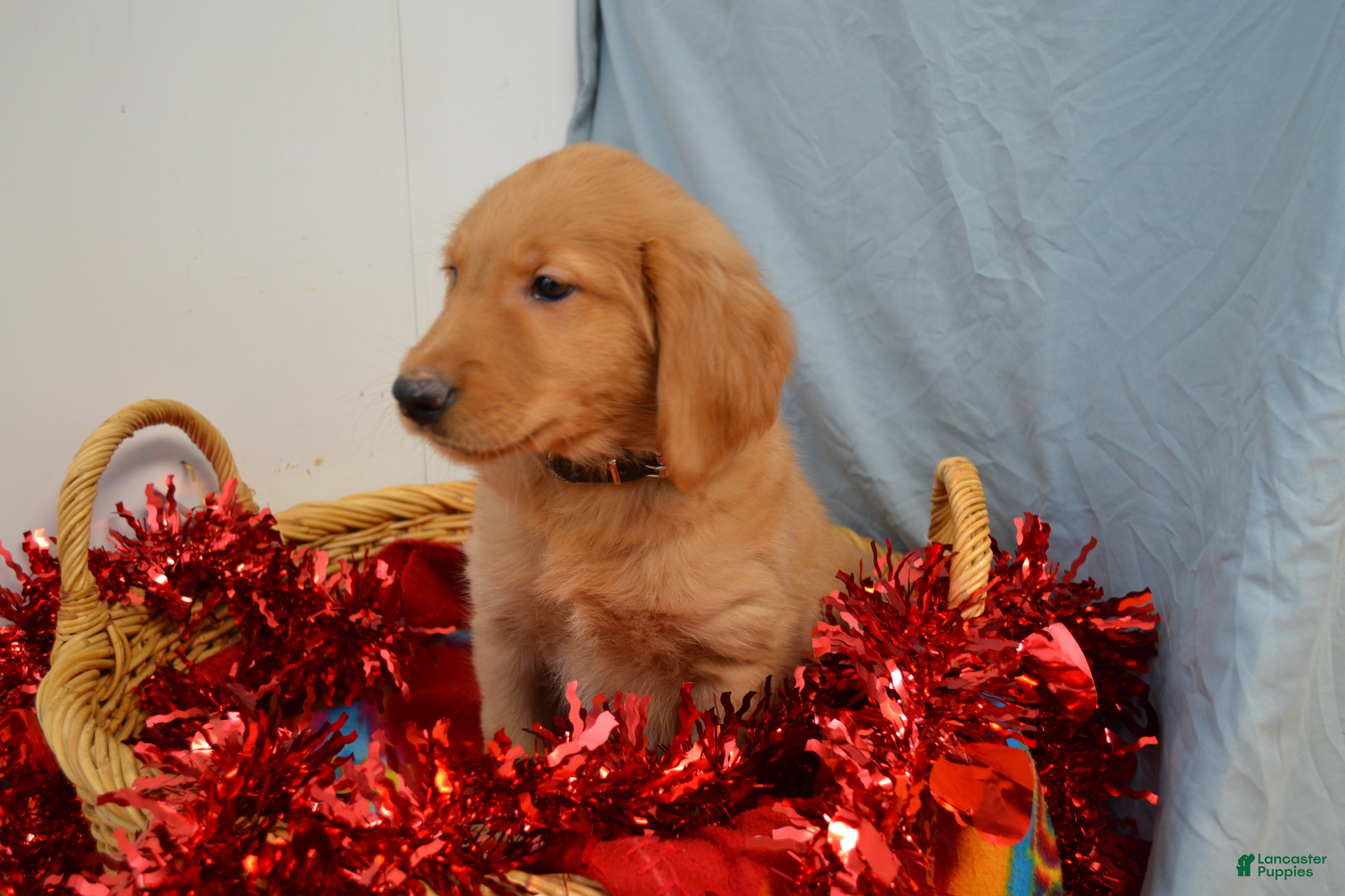 Golden Retriever dogs Ace - Ad 1