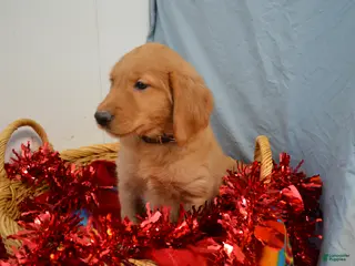 Golden Retriever dogs Ace - Ad 41