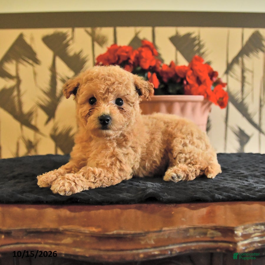 Bichpoo dogs for sale: Krystal - Ad 1
