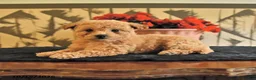 Bichpoo dogs for sale: Krystal - Ad 4