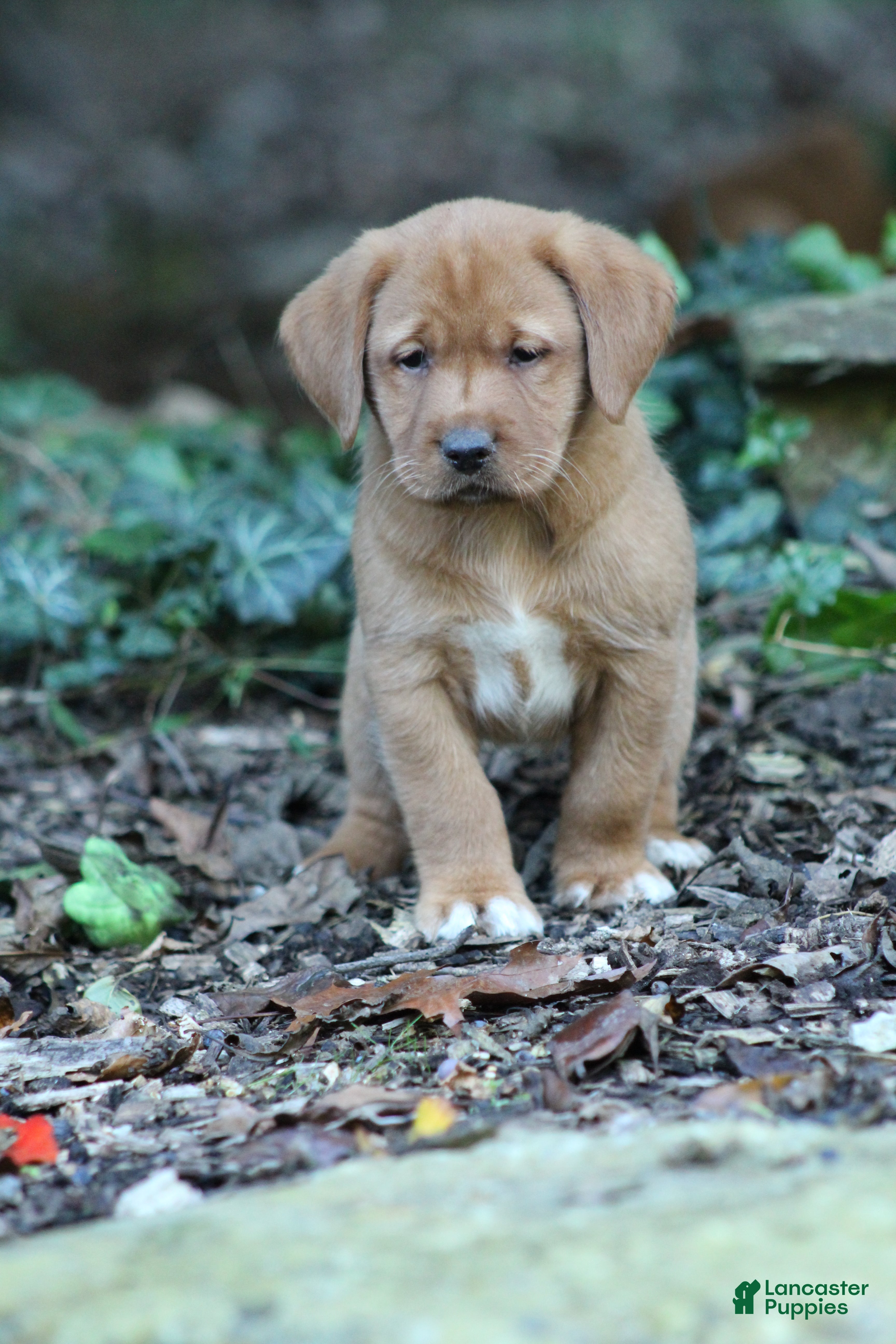 Labrador Retriever dogs Tinker - Ad 2