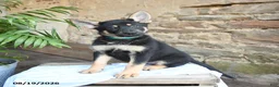 German Shepherd dogs for sale: Nevada - Ad 3