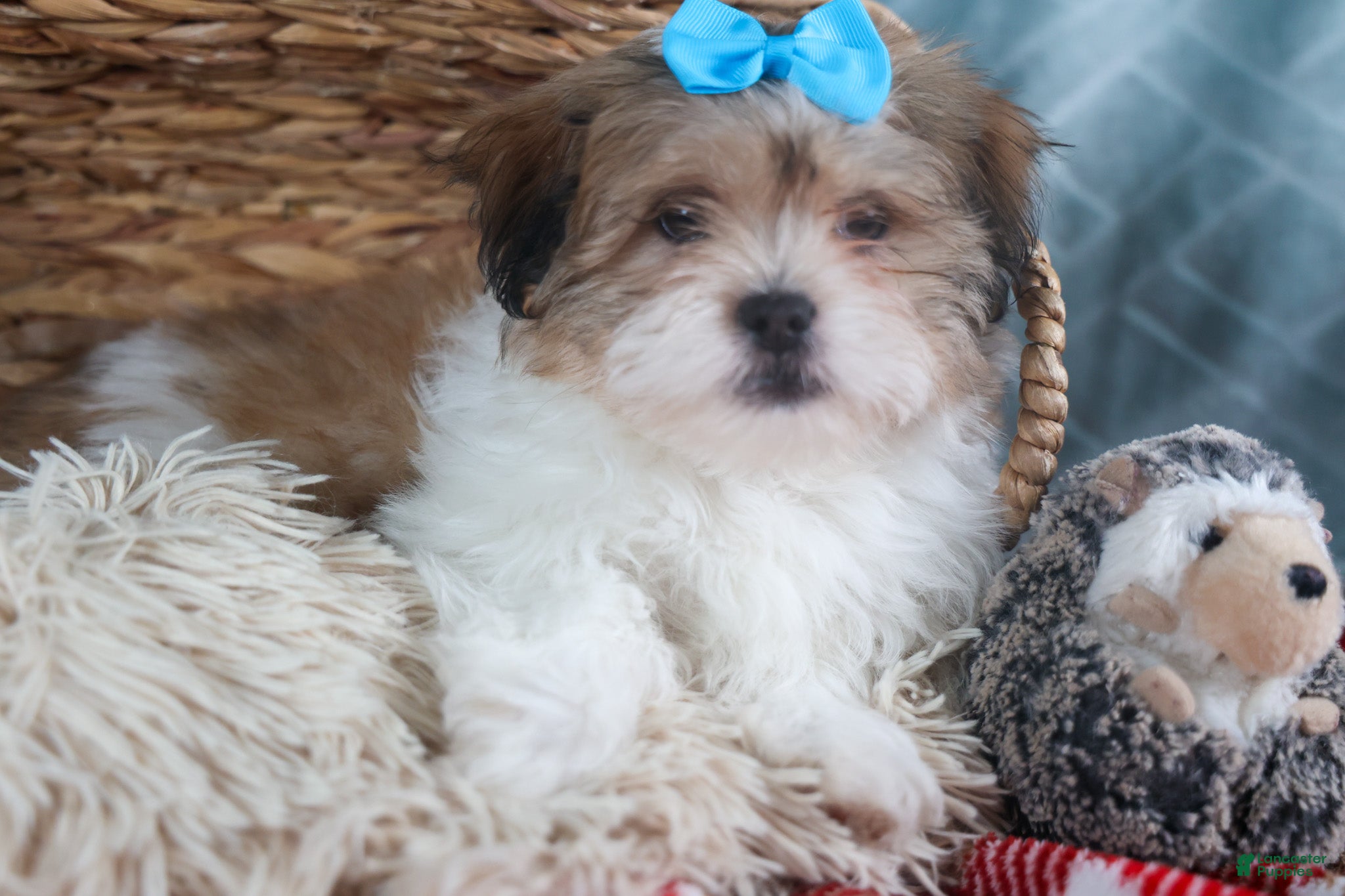 Teddy Bear dogs GIGI - Ad 2