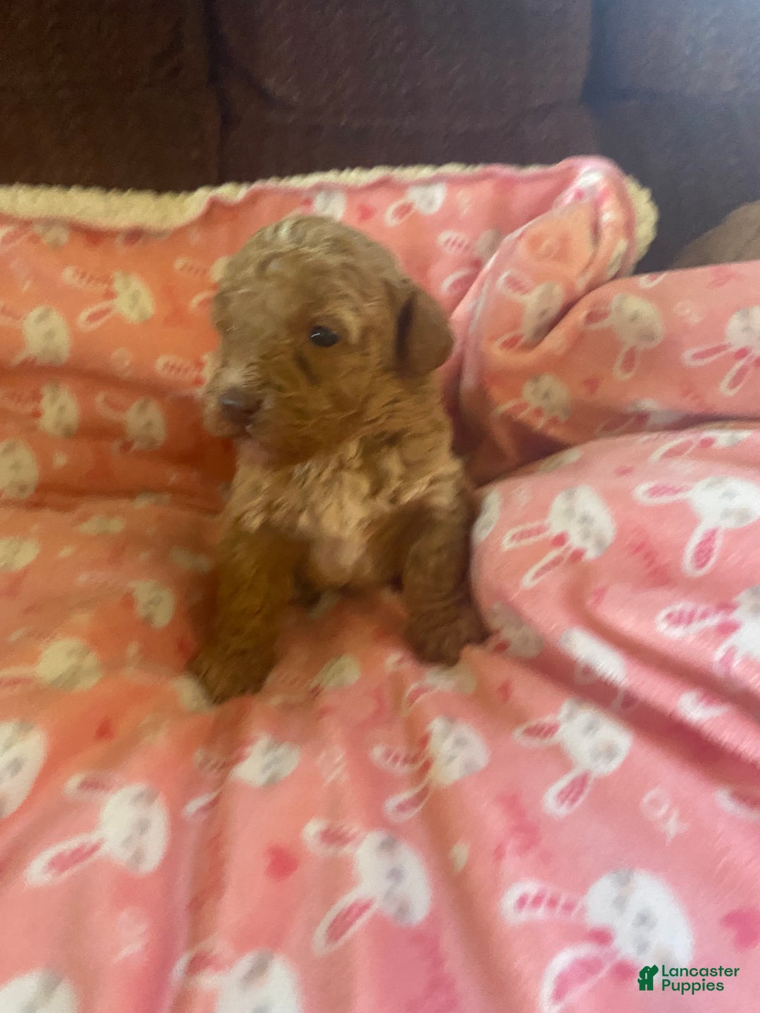 Mini Goldendoodle dogs for sale: Lula - Ad 4