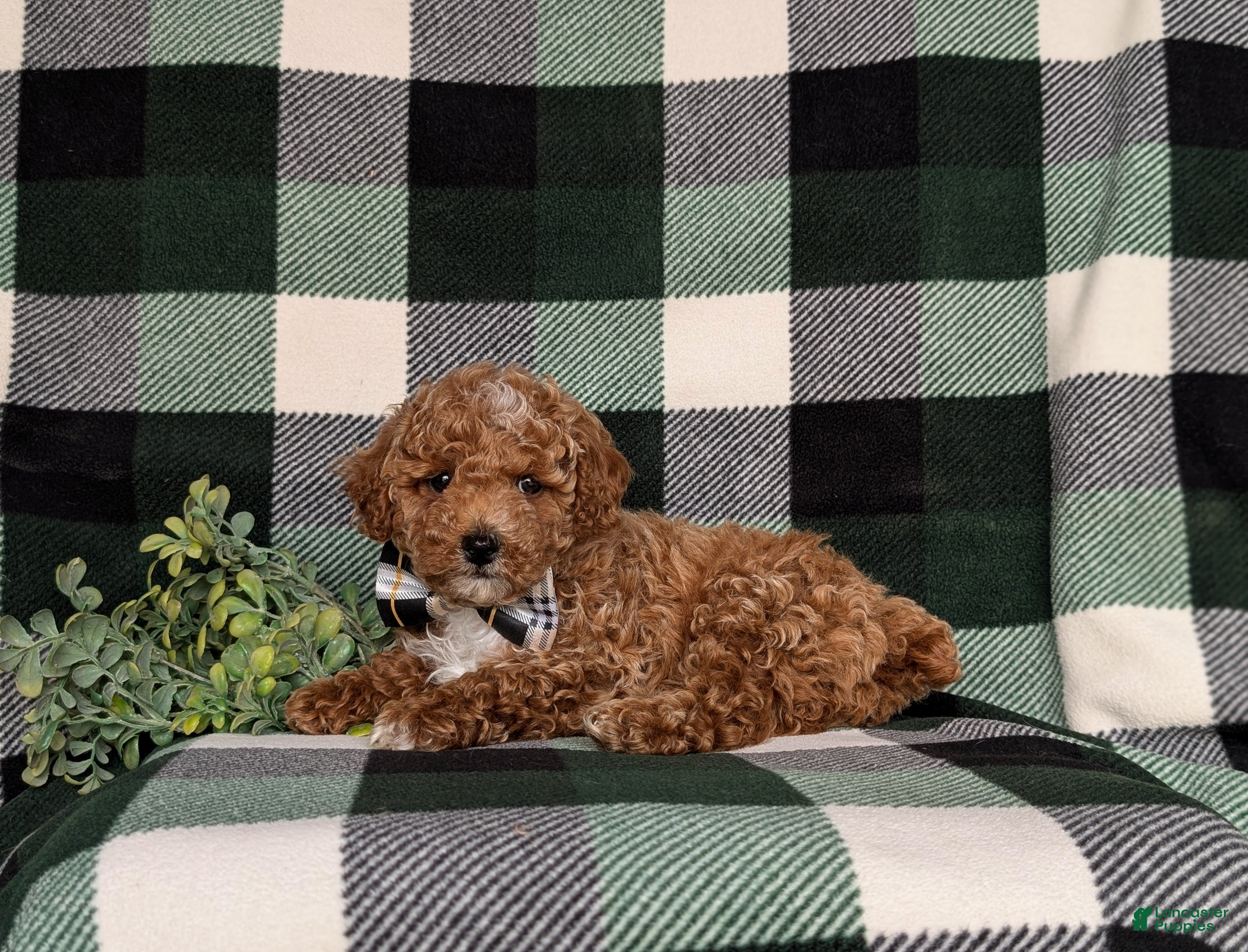 Miniature Poodle dogs Oakes - Ad 2