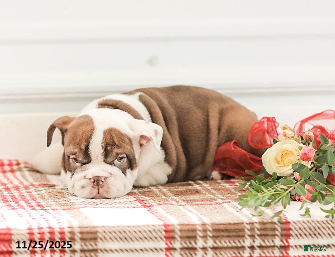 English Bulldog dogs for sale: Reba - Ad 1
