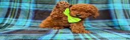 Mini Goldendoodle dogs for sale: Scooby - Ad 3