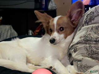 Papillon dogs Mochi - Ad 41