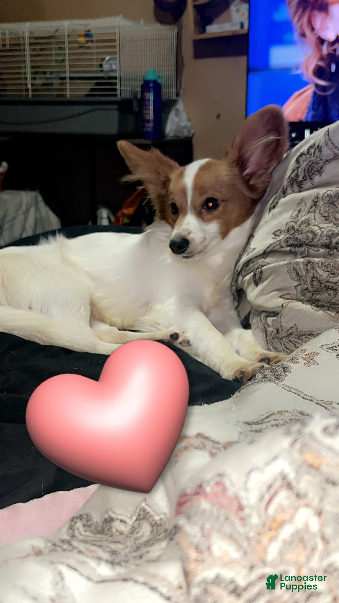 Papillon dogs for sale: Mochi - Ad 1