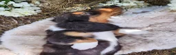 Miniature Dachshund dogs for sale: Pearl - Ad 6