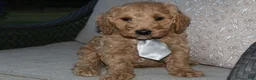 Mini Goldendoodle dogs for sale: Sweet Harper - Ad 3
