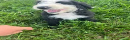 Sheepadoodle dogs for sale: Sheepadoodle 1 - Ad 3