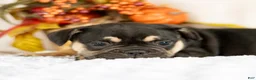 French Bulldog dogs for sale: Royal - Ad 3