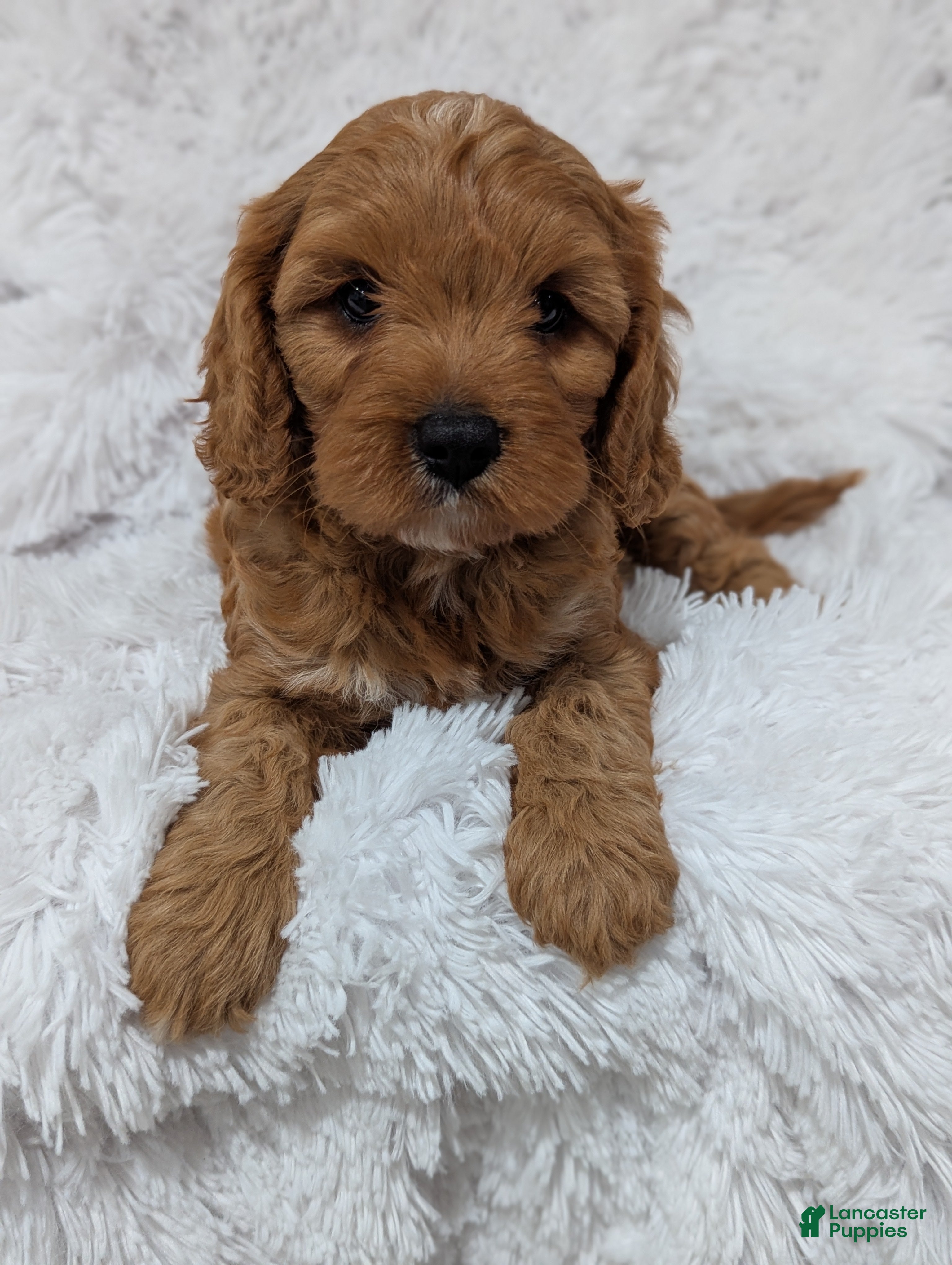 Cavapoo dogs Champ  - Ad 1