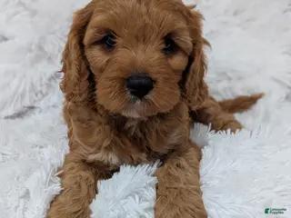 Cavapoo dogs for sale: Champ - Ad 1
