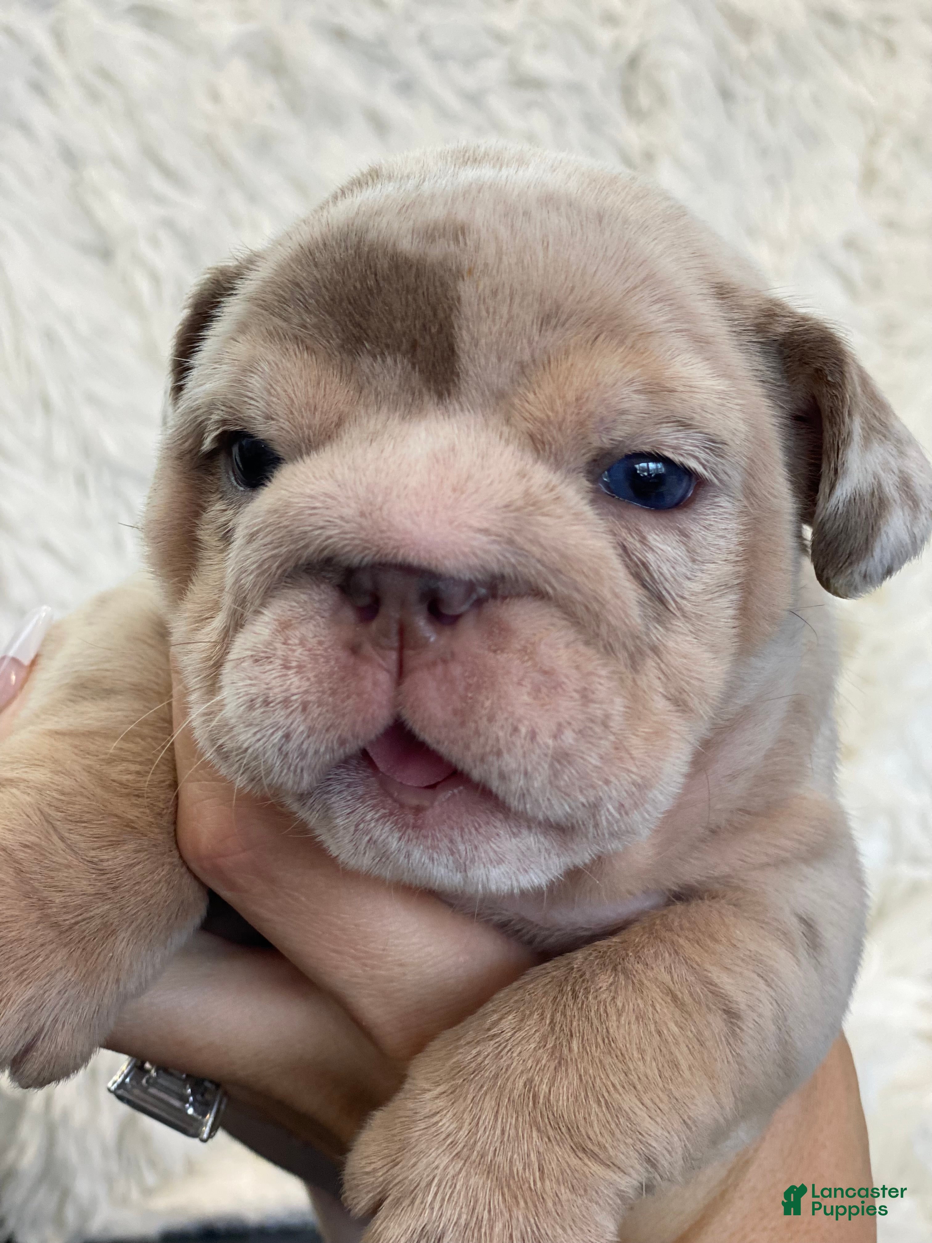 English Bulldog dogs Emma - Ad 34