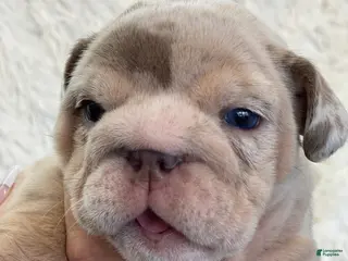 English Bulldog dogs Emma - Ad 34